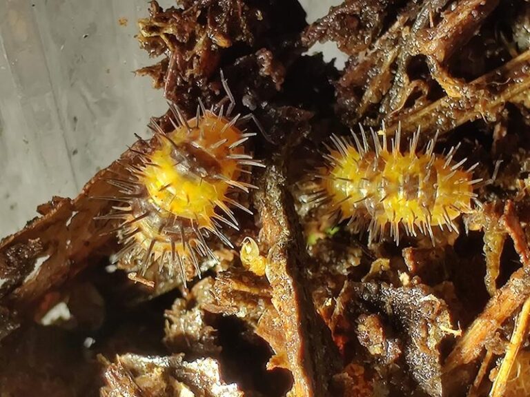 Durian – odkryj wyjątkowy smak egzotyki w naszym sklepie z owocami