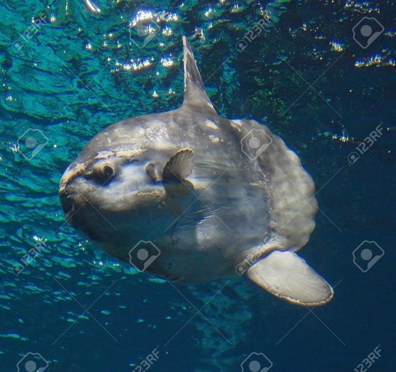 Ekosystemy oceaniczne