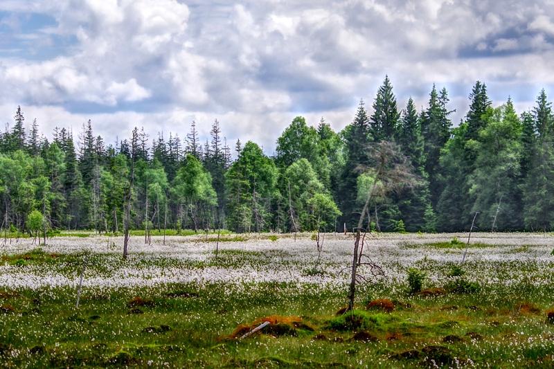 Fauna i flora Zielonca