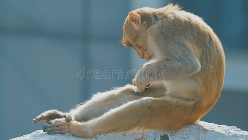 Małpa w mitologii hinduskiej