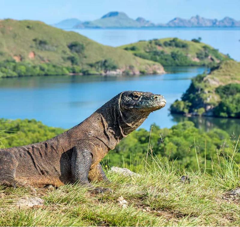 Wyspa Komodo podróż