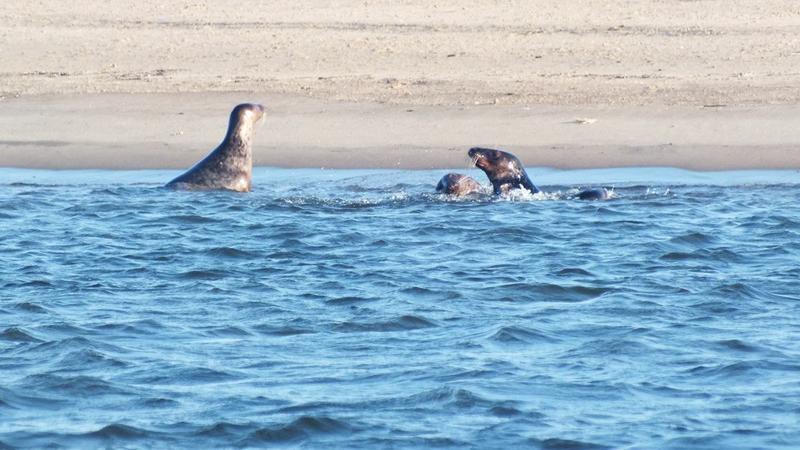 Znalezienie miejsca parkingowego