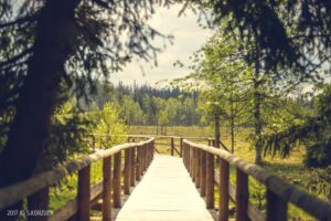 Czy torfowisko pod Zieleńcem skrywa najdziwniejsze tajemnice natury w Polsce?