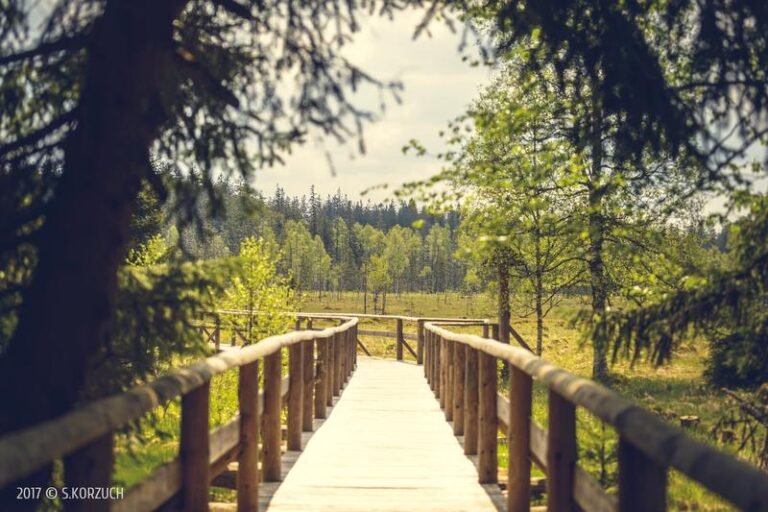 Czy torfowisko pod Zieleńcem skrywa najdziwniejsze tajemnice natury w Polsce?