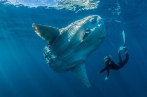 Rewolucja w rybołówstwie: jak ryba mola może zmienić oblicze światowych oceanów