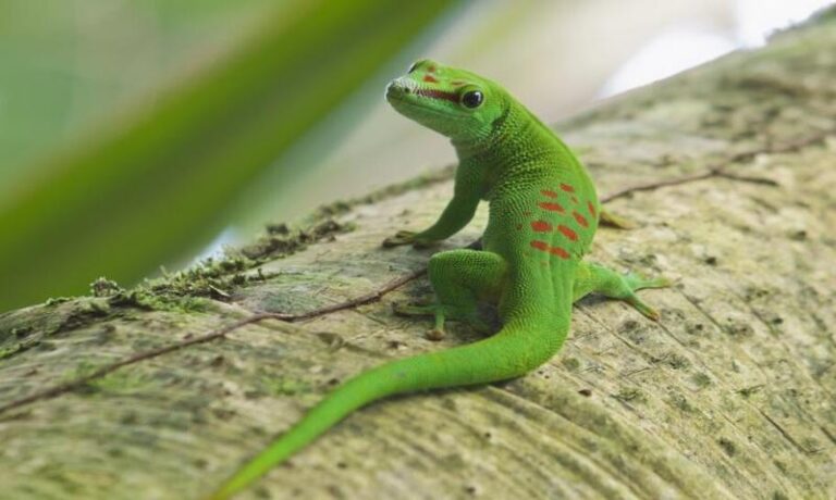 Tropikalne tajemnice Azji: 9 niezwykłych jaszczurek, które zaskakują swoim życiem