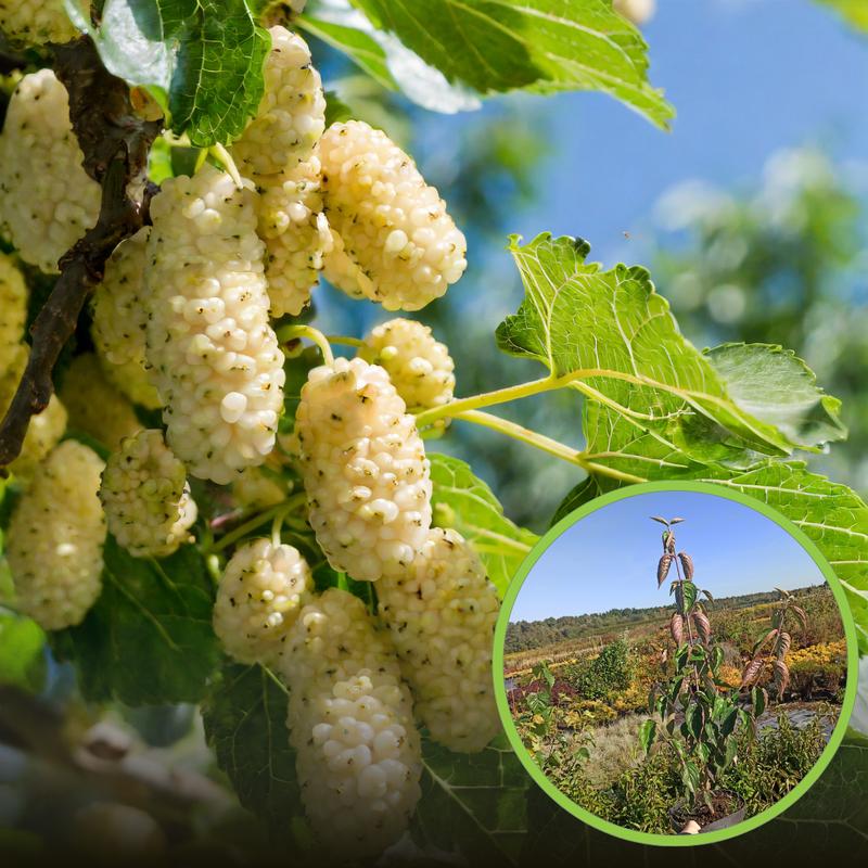 Zdrowotne korzyści białego owocu