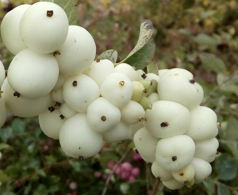Biały owoc – odkryj jego smak, charakterystykę i wszechstronne zastosowanie