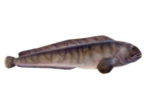 Odkrywaj morza: jak zostać wilkiem morskim na rejsach dla początkujących