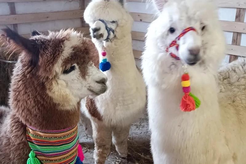 Atrakcje rodzinne Opole