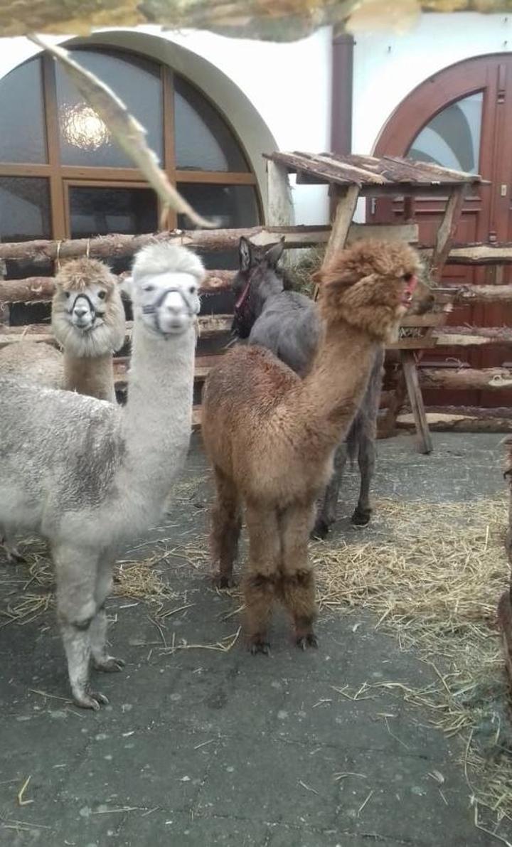 Gospodarstwa w Opolu