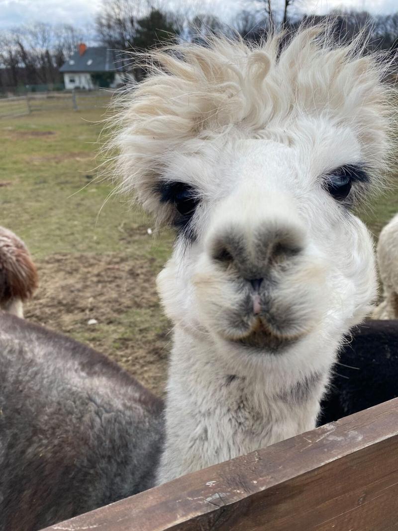 Interaktywne doświadczenia z alpakami