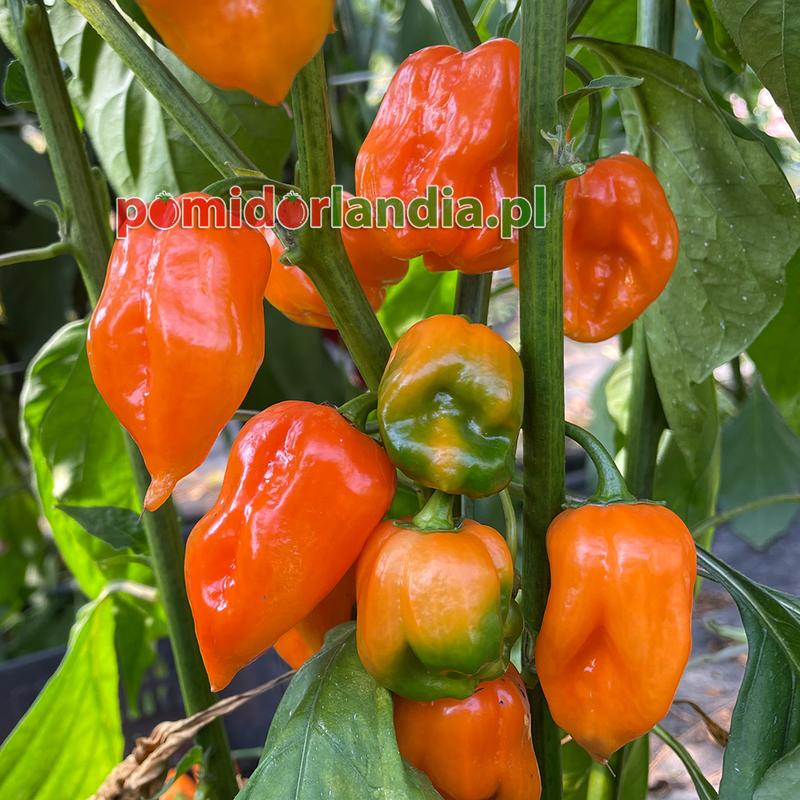 Lokalne wydarzenia Habanero