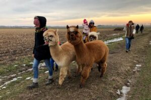 Gdzie w Opolu zobaczyć alpaki? Oto pięć najlepszych miejsc na ich spotkanie!