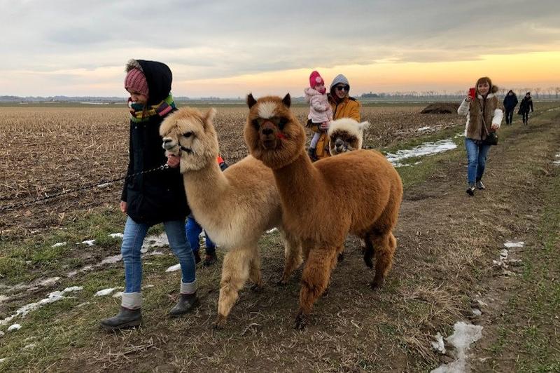 Gdzie w Opolu zobaczyć alpaki? Oto pięć najlepszych miejsc na ich spotkanie!