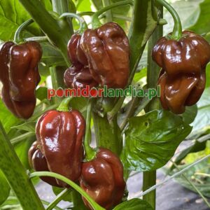 Habanero w Szklarskiej Porębie – Co sprawia, że cieszy się tak dużą popularnością?