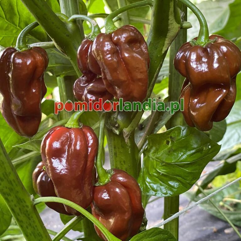 Habanero w Szklarskiej Porębie – Co sprawia, że cieszy się tak dużą popularnością?