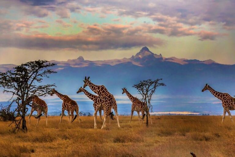 Ile trwa lot do Kenii z Katowic? Odkryj sekrety podróży do Afryki!