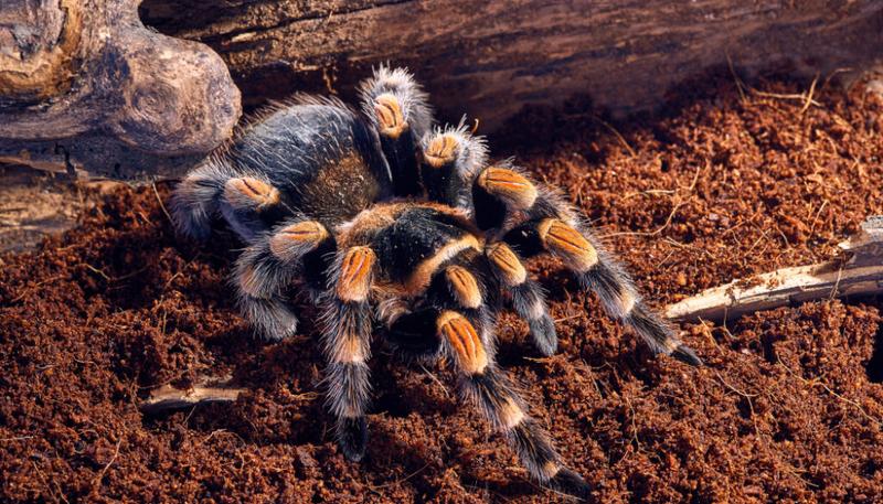 Kulinarne szoki w podróży