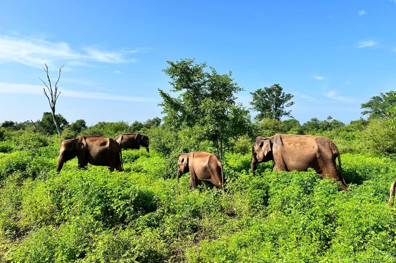 Historia zmiany nazwy Sri Lanki