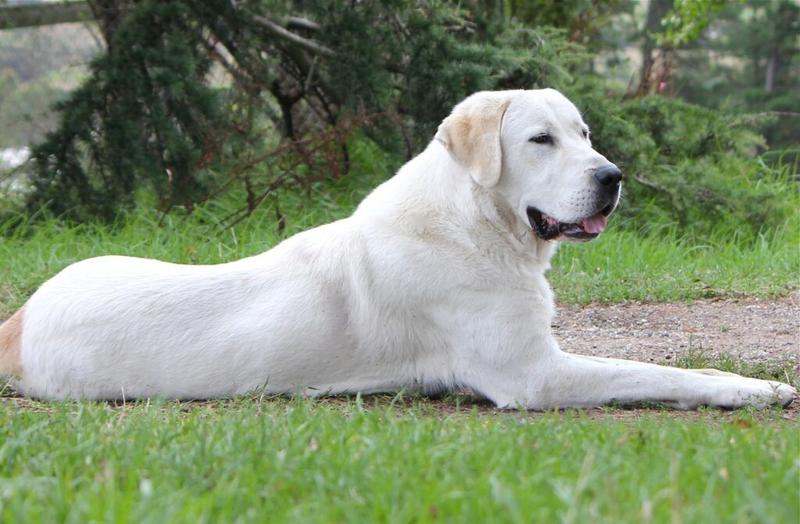 Owczarek środkowoazjatycki charakter