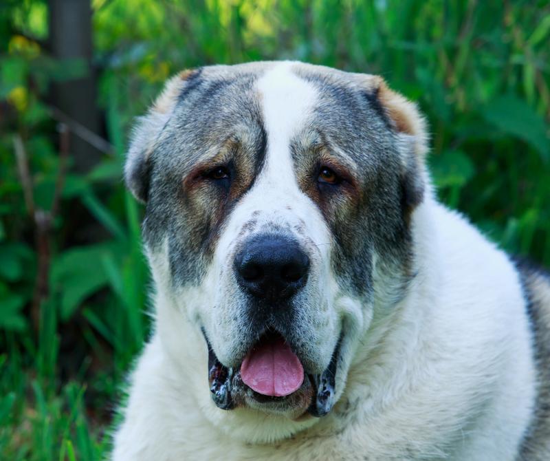 Trening i wychowanie owczarka środkowoazjatyckiego