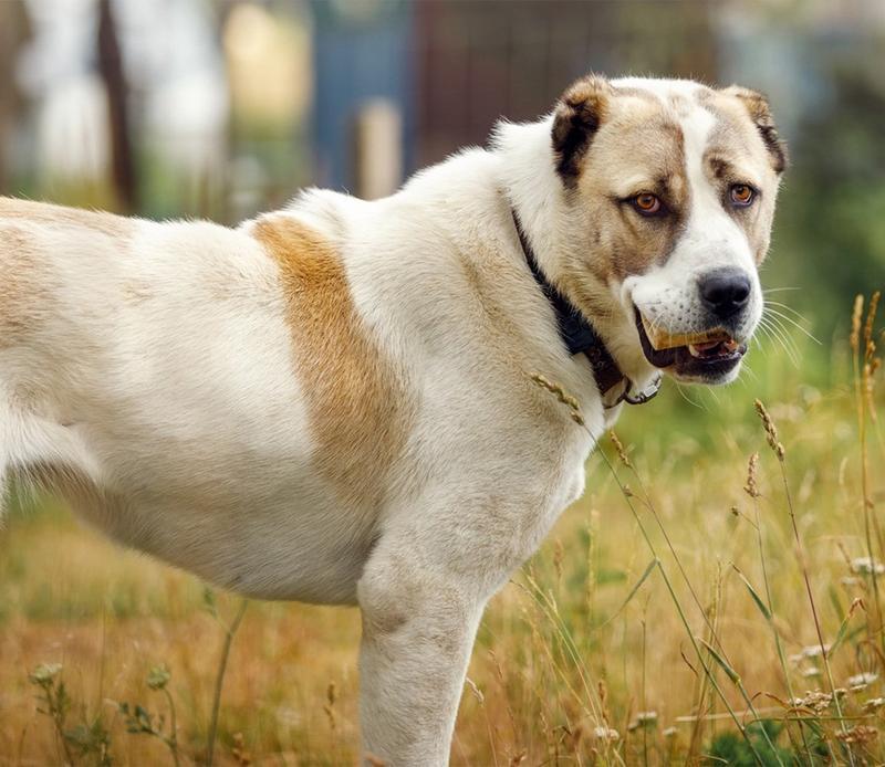 Unikalne cechy ras azjatyckich