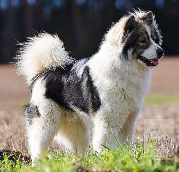 Wychowanie psów w Azji