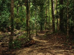 Tajemnice dzikiej dżungli Tajlandii: niezwykłe zwierzęta i ich mieszkańcy