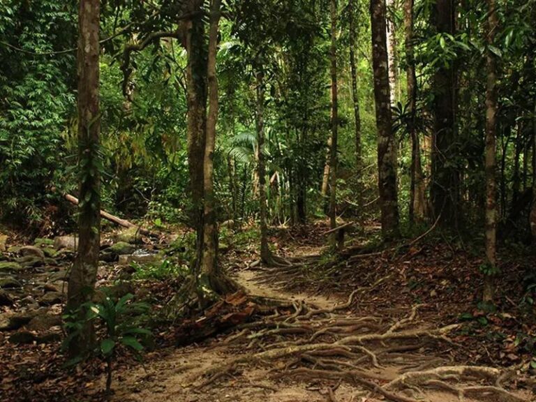Tajemnice dzikiej dżungli Tajlandii: niezwykłe zwierzęta i ich mieszkańcy