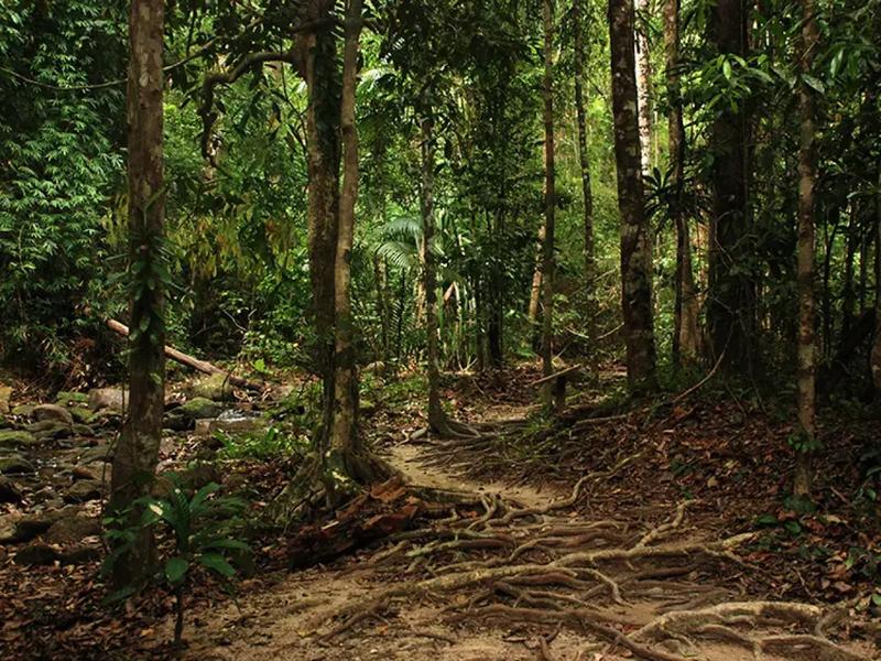 Tajemnice dzikiej dżungli Tajlandii: niezwykłe zwierzęta i ich mieszkańcy