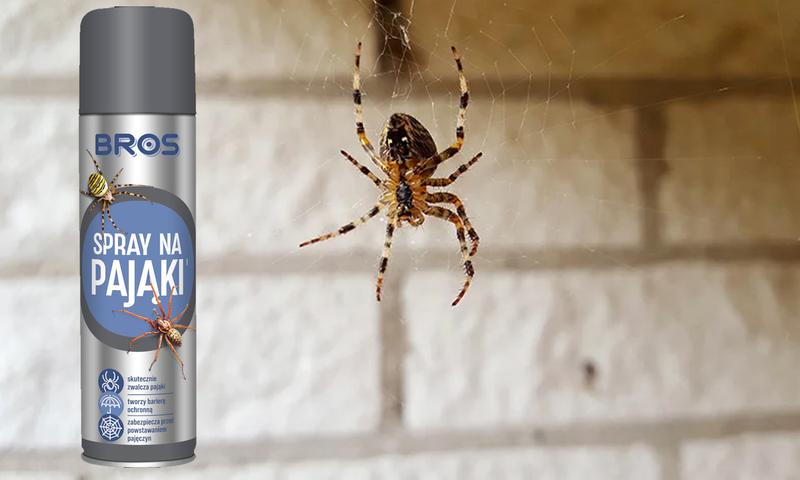 Arachnofobia i lęk przed pająkami