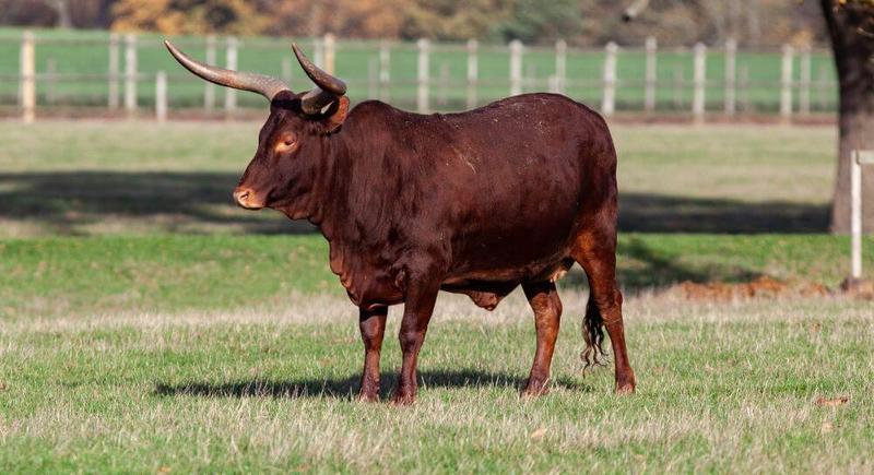 Cechy osobowości Byka