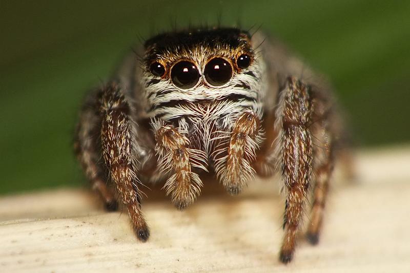 Obrzydliwe gatunki pająków