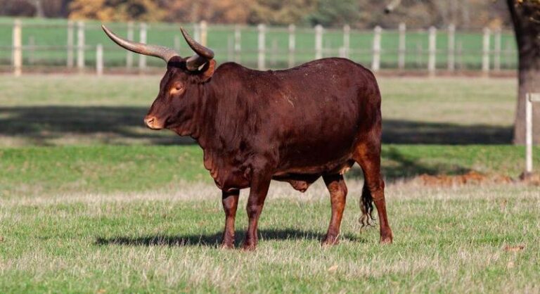 Czy urodziłeś się 30 kwietnia? Oto tajemnice osobowości znaku zodiaku Byk!