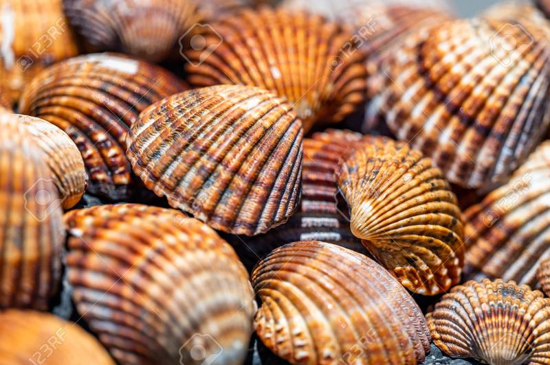 Legalny transport muszli do polski