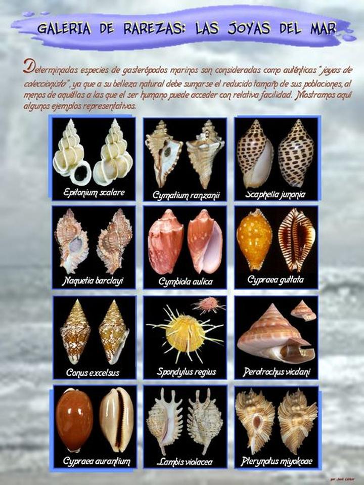 Przepisy prawne dotyczące muszli