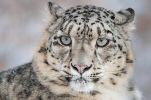 Odkrywając legendę Tajemniczego Ducha Gór w Karpaczu – magiczna podróż po Dolnym Śląsku