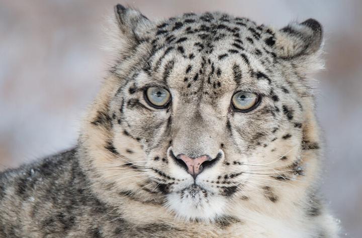 Odkrywając legendę Tajemniczego Ducha Gór w Karpaczu – magiczna podróż po Dolnym Śląsku