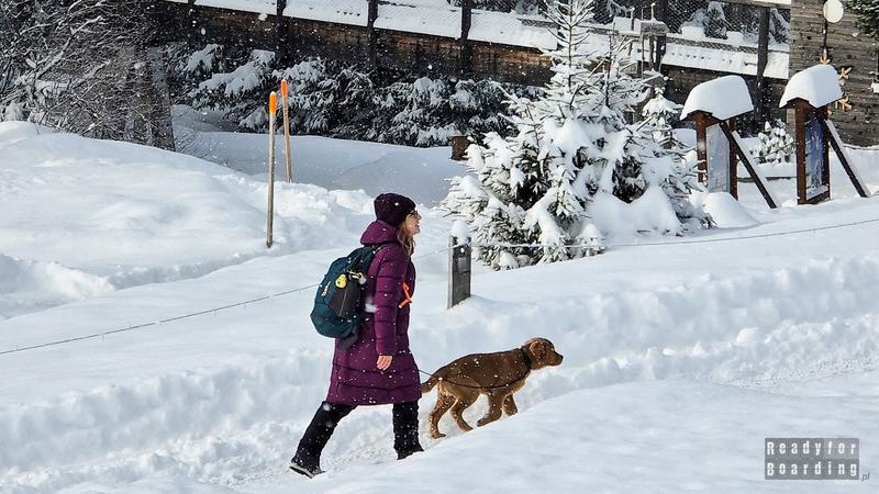 Komfort i bezpieczeństwo psa na pokładzie