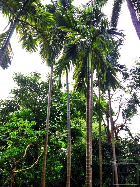 Pielęgnacja roślin