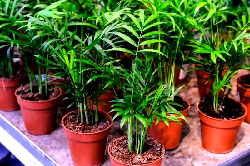 Odkryj, jak palma malajska odmieni wygląd Twojego ogrodu – sprawdź nasze triki!