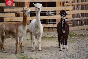 Mini zoo w Zakopanem: dlaczego to raj dla dzieci i dorosłych