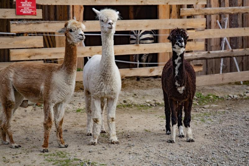 Mini zoo w Zakopanem: dlaczego to raj dla dzieci i dorosłych