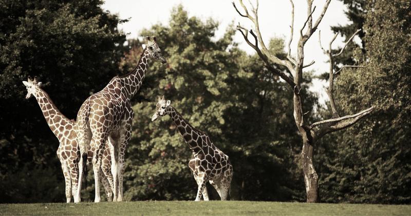 Zoo w Polsce