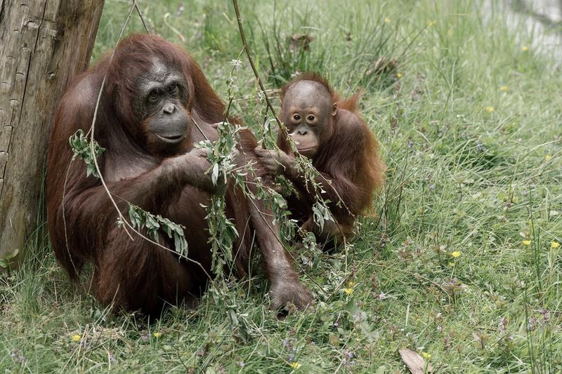 Gatunki małp Borneo