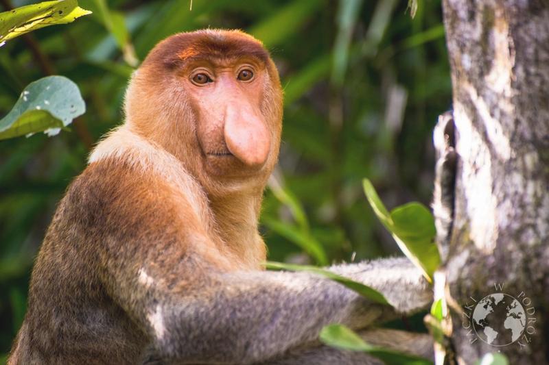 Langur rubinowy