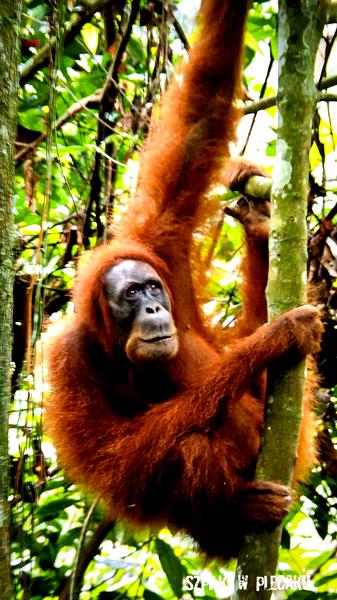 Małpy z Borneo