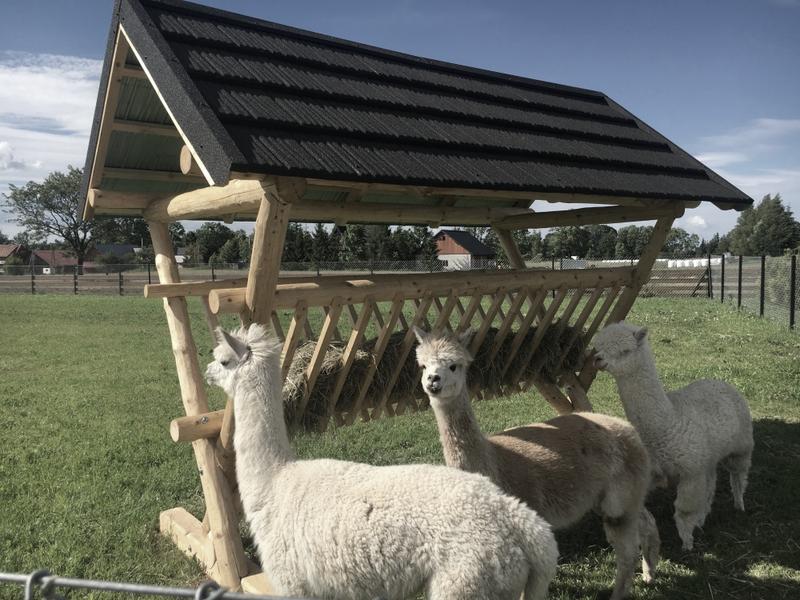 Mini zoo z alpakami