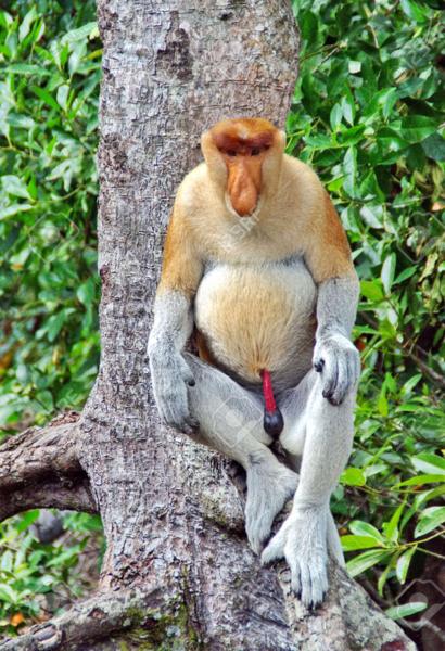 Orangutan borneański